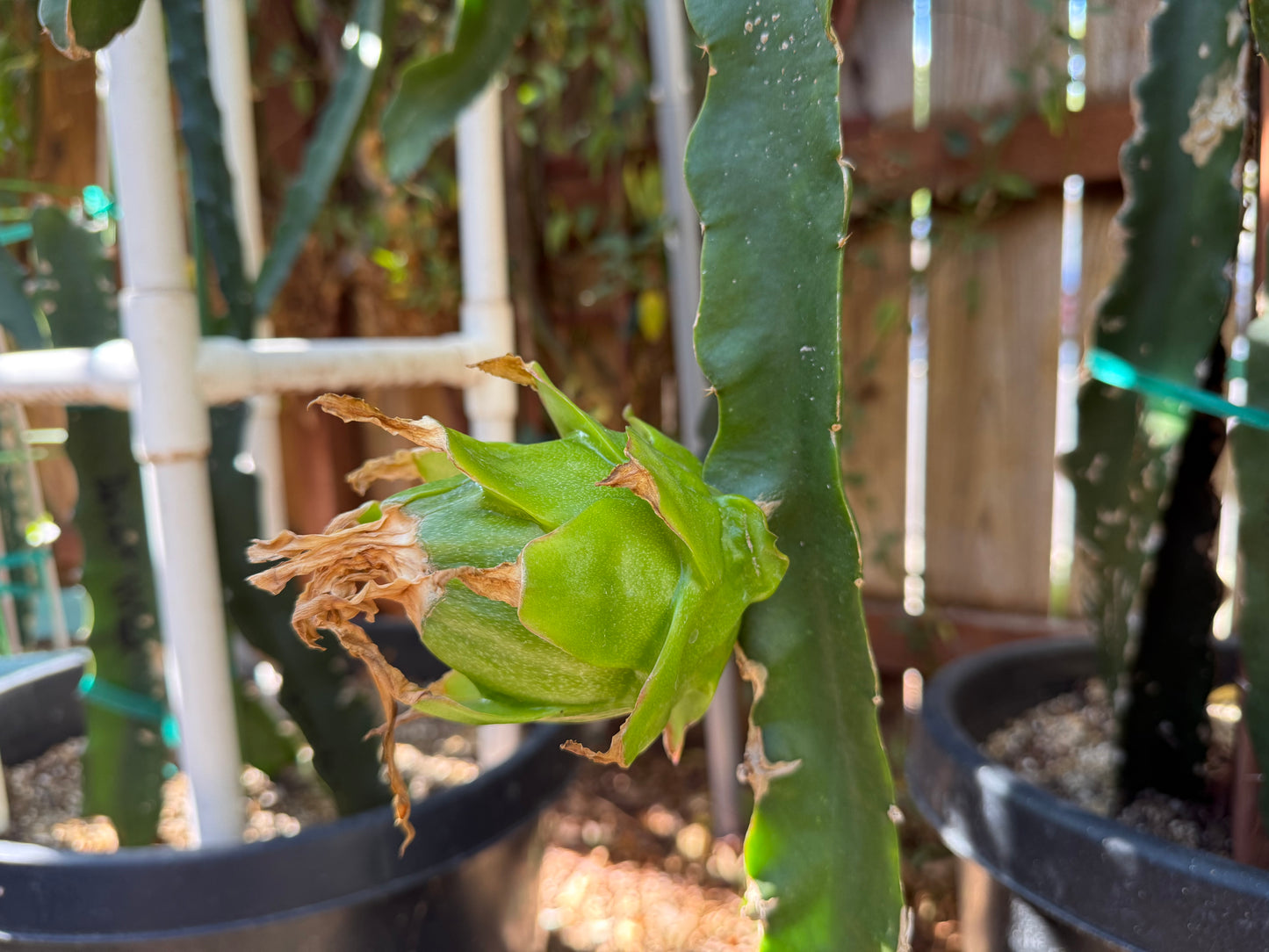 Riona Dragon Fruit live cutting (12")