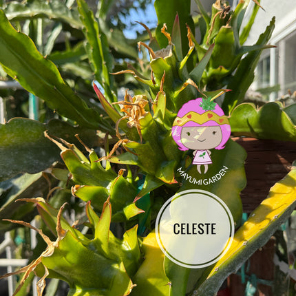 Celeste