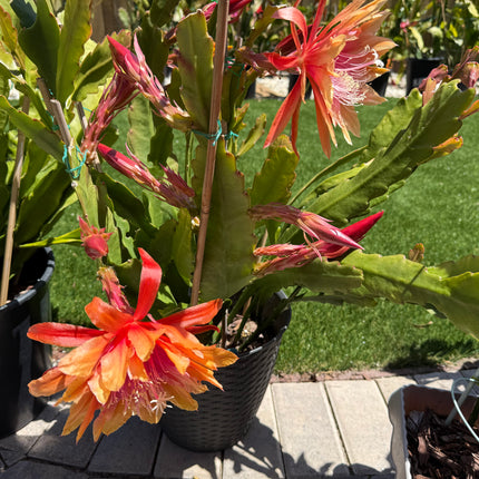 Clarity Happie Hippie rare Epiphyllum live cuttings