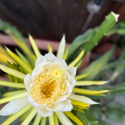 Mexicana Dragon Fruit Live cutting