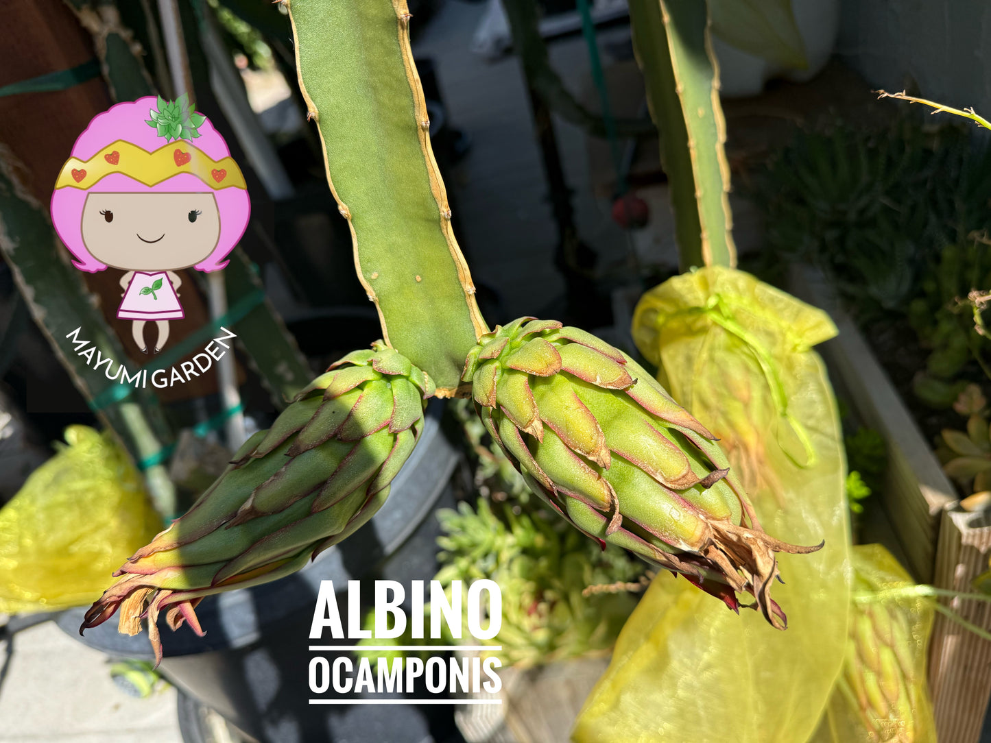 Albino Ocamponis Dragon Fruit Live cutting (12") and rooted plant