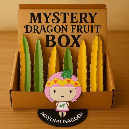 Dragon Fruit Cuttings Mystery Box