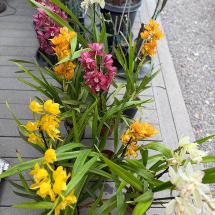 Yellow Cymbidium (Yellow Boat Orchid) live plant