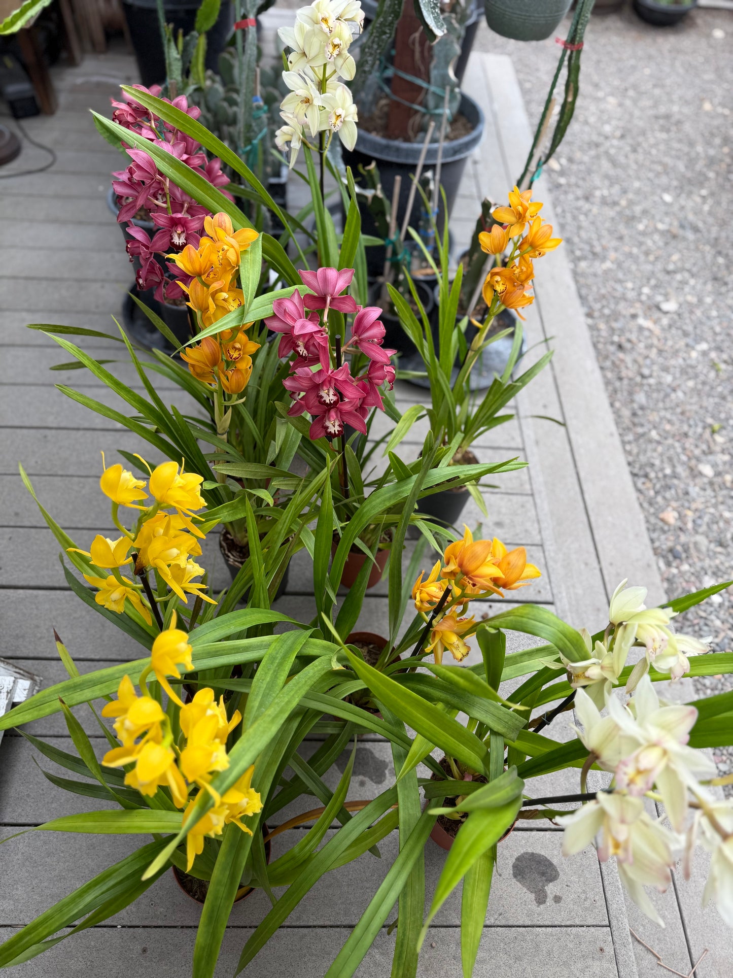 Yellow Cymbidium (Yellow Boat Orchid) live plant