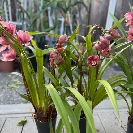 Hybrid 12 Red Cymbidium Orchid (boat orchid) live plant