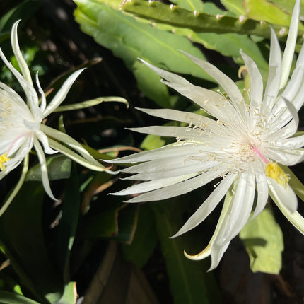 Epiphyllum E Hookeri live cutting