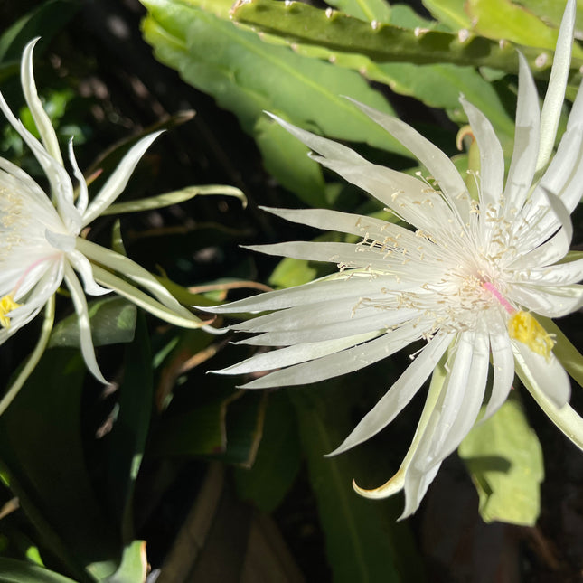Epiphyllum E Hookeri live cutting