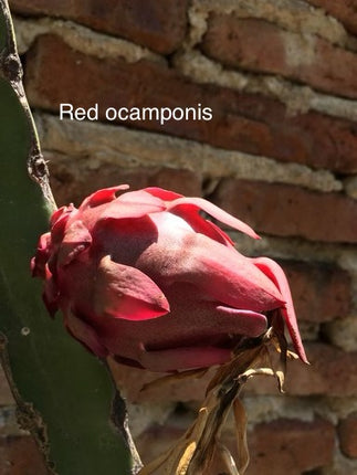 Ocamponis Grilla, Albino, Red and Purple cuttings and rooted plants