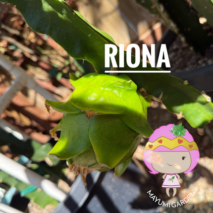Riona Dragon Fruit live cutting (12")