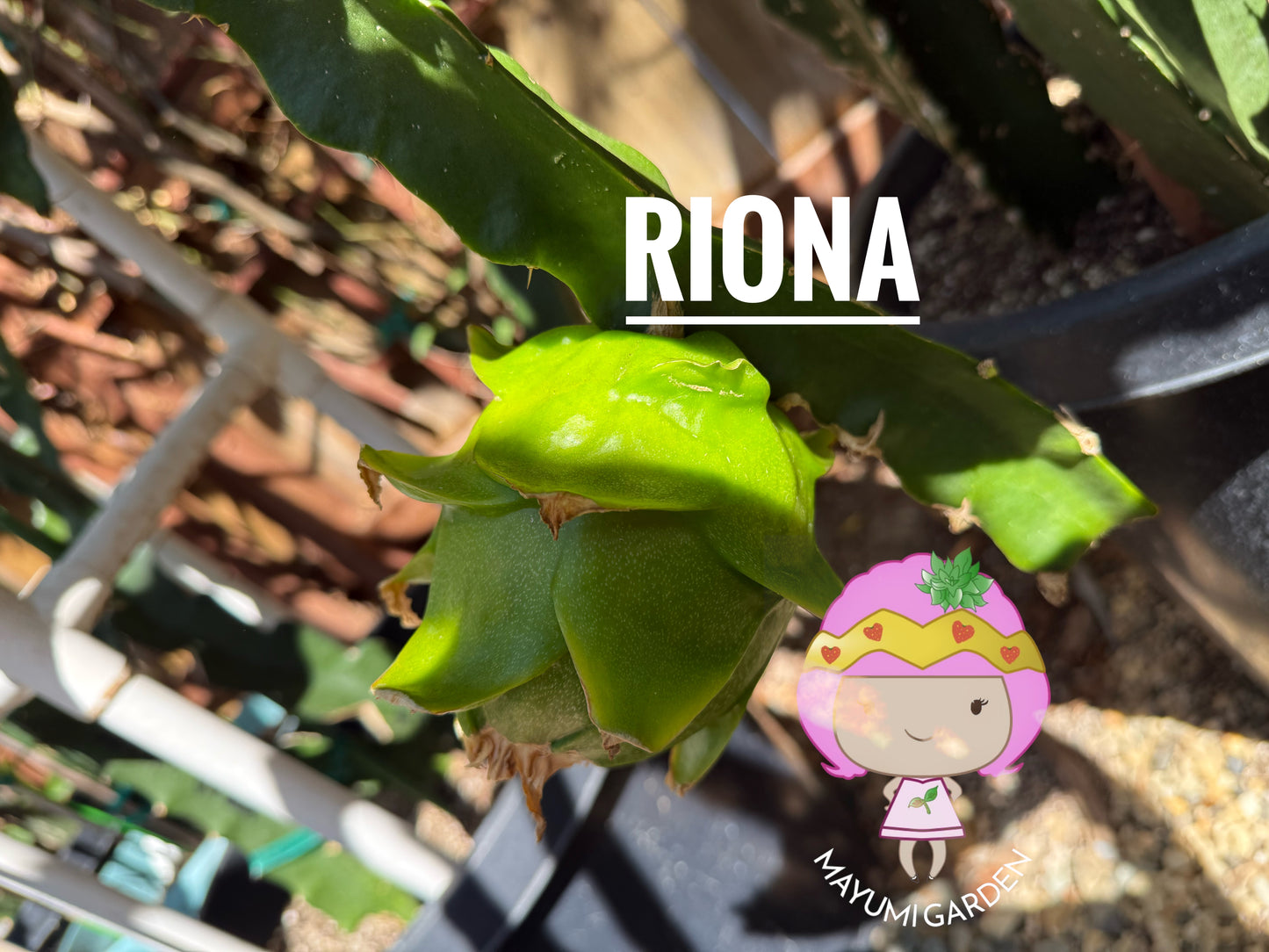 Riona Dragon Fruit live cutting (12")