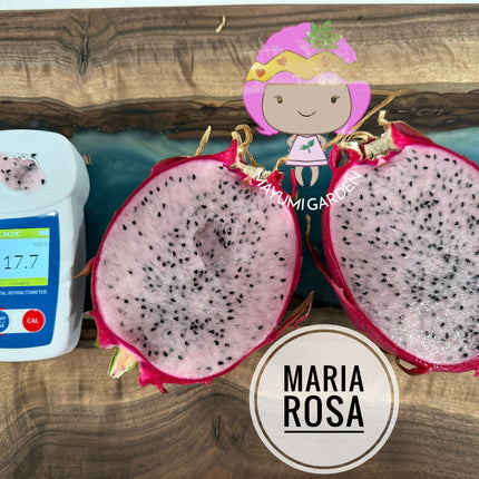 Maria Rosa