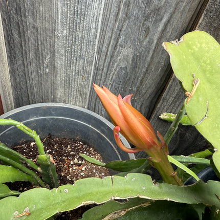 Agatha Epiphyllum live cutting
