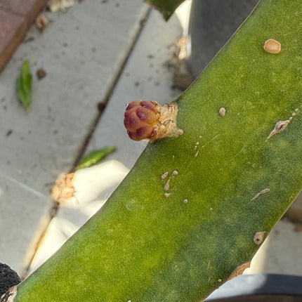 🍊 Orange Giant (Hylocereus hybrid)