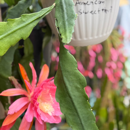 American Sweetheart Rare Epiphyllum live cutting