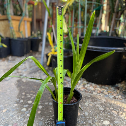 Yellow Cymbidium (Yellow Boat Orchid) live plant