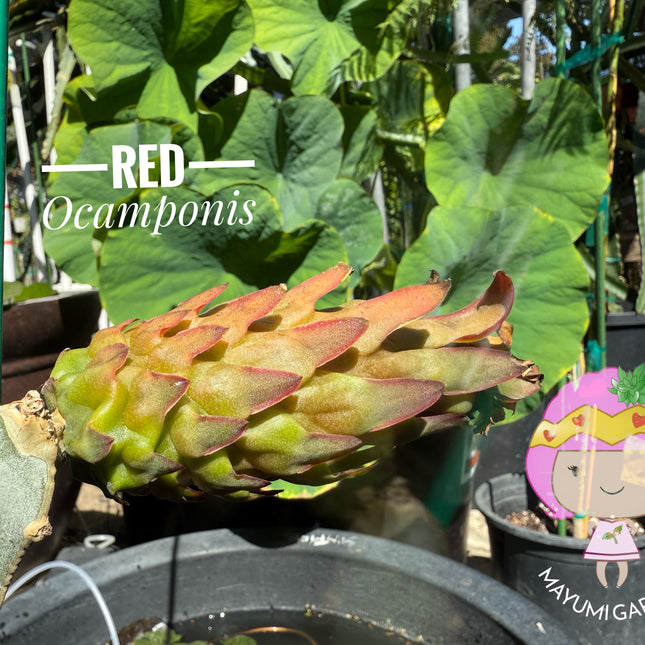 Red Ocamponis Dragon Fruit Cutting