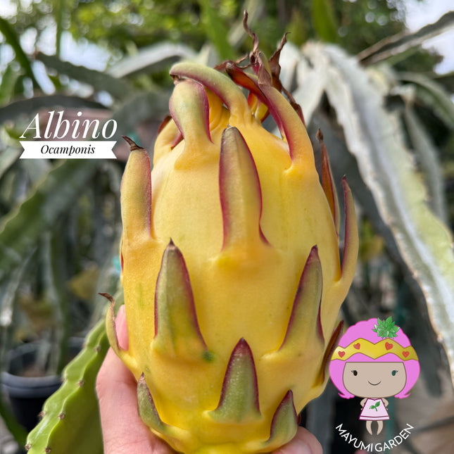 Albino Ocamponis Dragon Fruit Live cutting (12") and rooted plant
