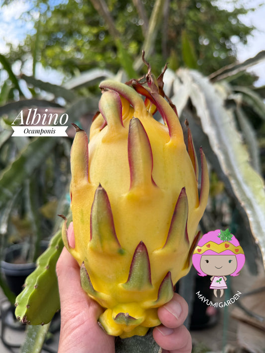 Albino Ocamponis Dragon Fruit Live cutting (12") and rooted plant