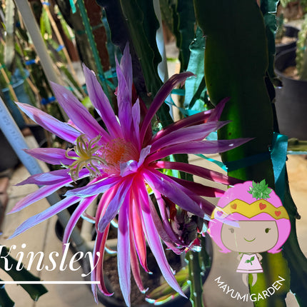 Kinsley Dragon Fruit Cutting