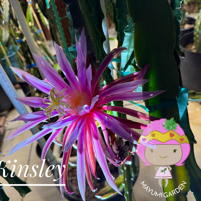 Kinsley Dragon Fruit Cutting