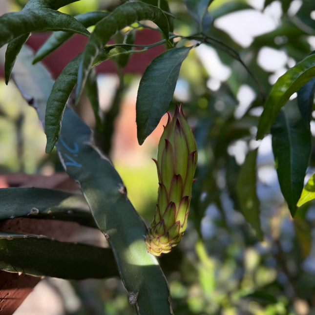 Voodoo Child dragon fruit live cuttings and rooted plants