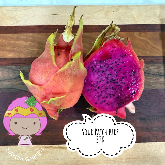 Sour Patch Kids Dragon Fruit cuttings (12")