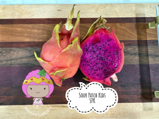Sour Patch Kids Dragon Fruit cuttings (12")