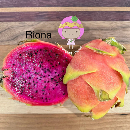Riona Dragon Fruit live cutting (12")