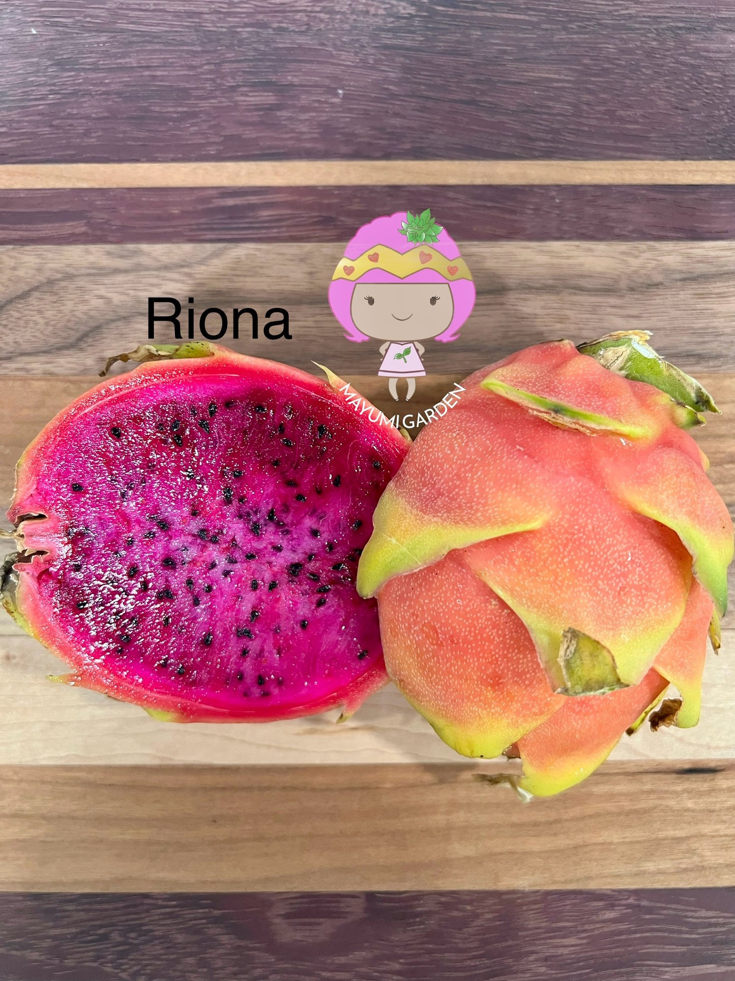 Riona Dragon Fruit live cutting (12")
