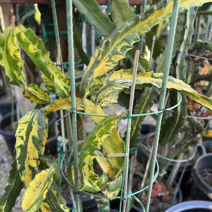 Rare Variegated Undantus Dragon Fruit Cutting