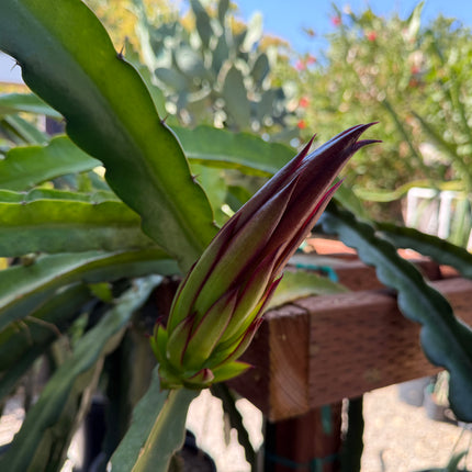 Amelie (Don Burnett ‘s hybrid) dragon fruit cutting (12") and rooted plant