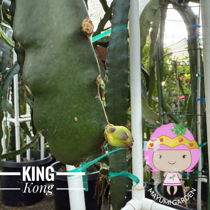 Tricia,Desert King, Frankie Red, Amelie, Riona, Celeste, Asunta 6, Asunta 7, Ohana Express, QD, Pixie Sky, Connie Mayer ... cuttings