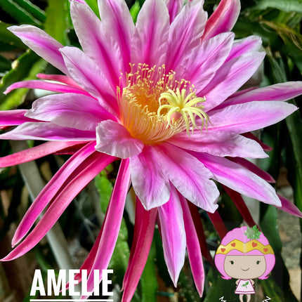 Amelie (Don Burnett ‘s hybrid) dragon fruit cutting (12") and rooted plant