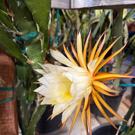 Black Dragon and Black Afrikanis dragon fruit live cutting 12”