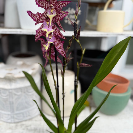 Dancing-lady Orchid (Miltonia clowesii oncidium hybrid) live plant