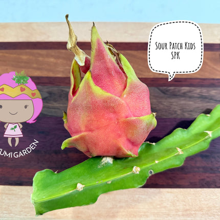 Sour Patch Kids Dragon Fruit cuttings (12")