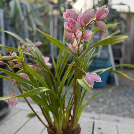 Pink Cymbidium Orchid (boat orchid) live plant