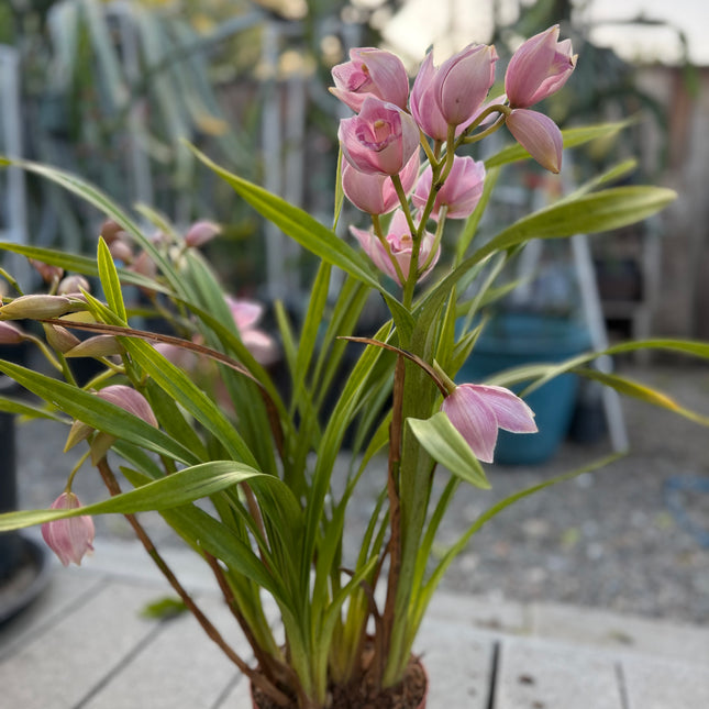 Pink Cymbidium Orchid (boat orchid) live plant