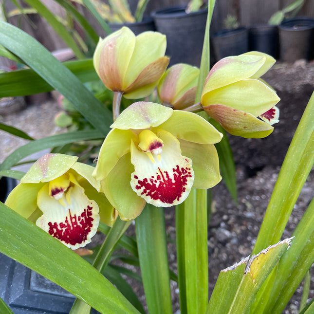 Cymbidium Terrapin Flyer (Green Cymbidium Orchid) live plant