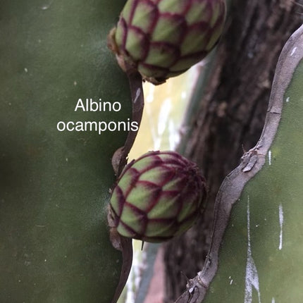 Ocamponis Grilla, Albino, Red and Purple cuttings and rooted plants