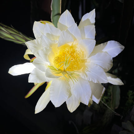 Albino Ocamponis Dragon Fruit Live cutting (12") and rooted plant