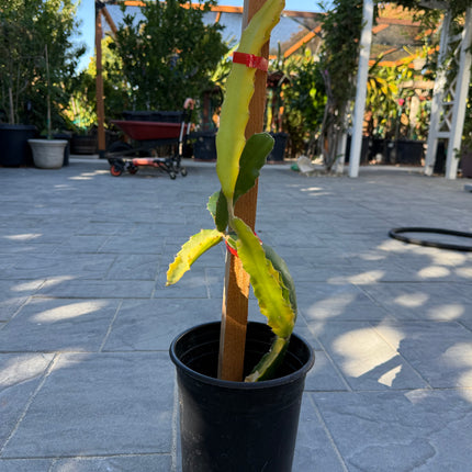 Worth Variegated Dragon Fruit rooted plant