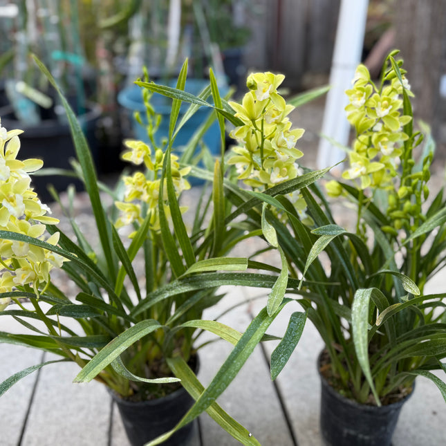 Cymbidium Orchid Sarah Jean "Jennifer" (Miniature Boat Orchid Lime Green) live plant