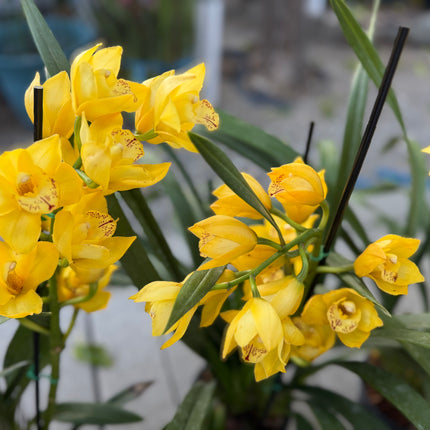 Cymbidium Gold Orchid (yellow boat orchid) live plant
