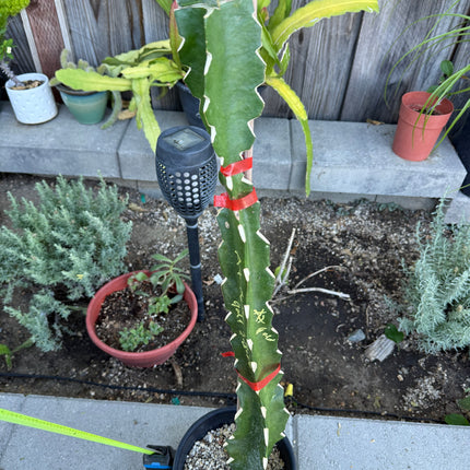 Asunta 7 Aztec Gold (Yellow Skin White Flesh) grafted plant