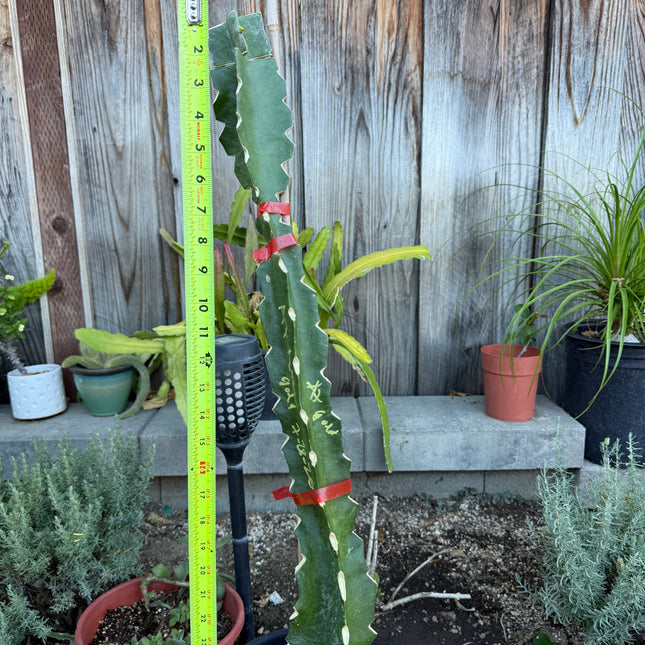 Asunta 7 Aztec Gold (Yellow Skin White Flesh) grafted plant