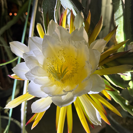 Ocamponis cristal dragon fruit live cutting (12")