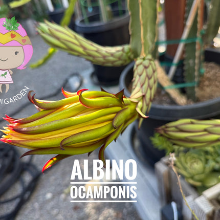 Albino Ocamponis Dragon Fruit Live cutting (12") and rooted plant