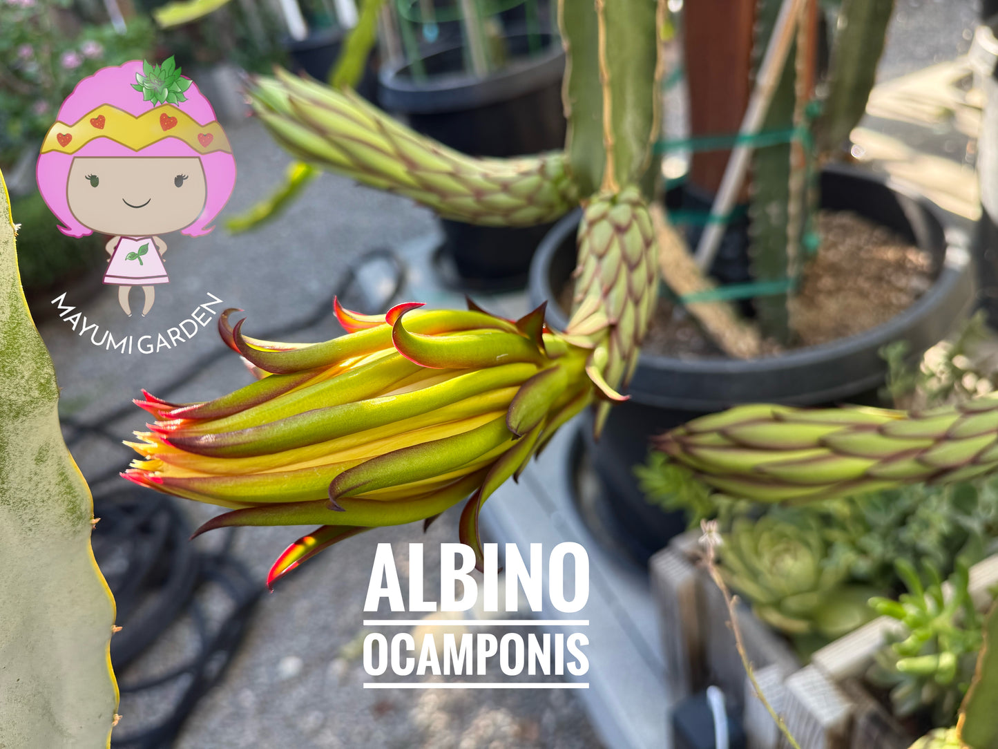 Albino Ocamponis Dragon Fruit Live cutting (12") and rooted plant