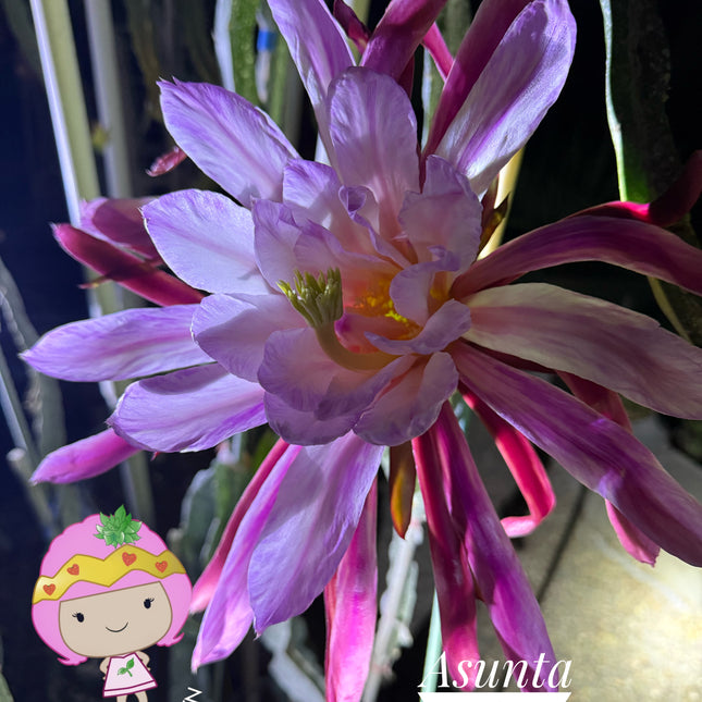 Asunta 6 Dragon Fruit Live Cuttings (12") (Official Asunta 6)